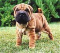 /album/fotogaleria/sharpei2dobramilfuchoufront-jpg/